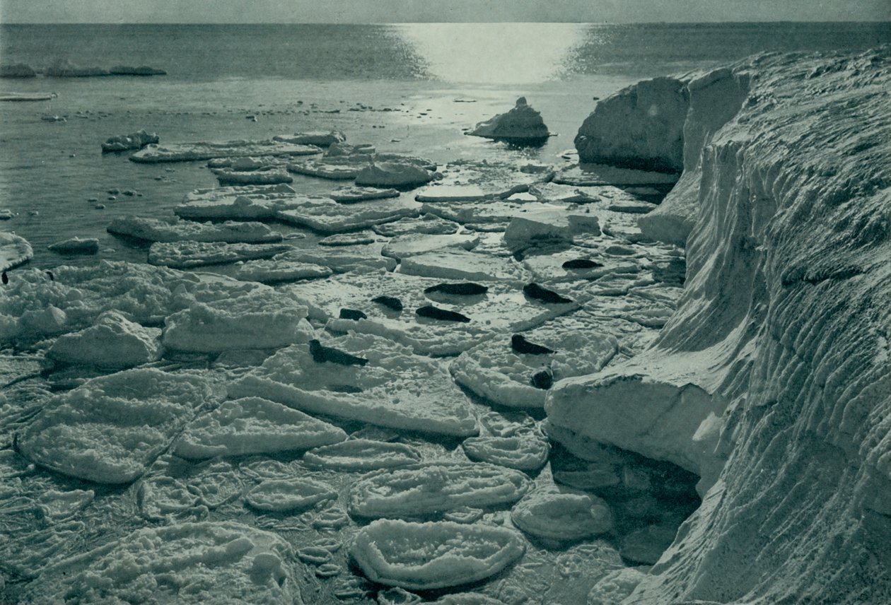 Zeehonden die zich koesteren op nieuw gevormd pannenkoekijs bij Cape Evans, ca. 1910-1913, 1913 door Herbert Ponting