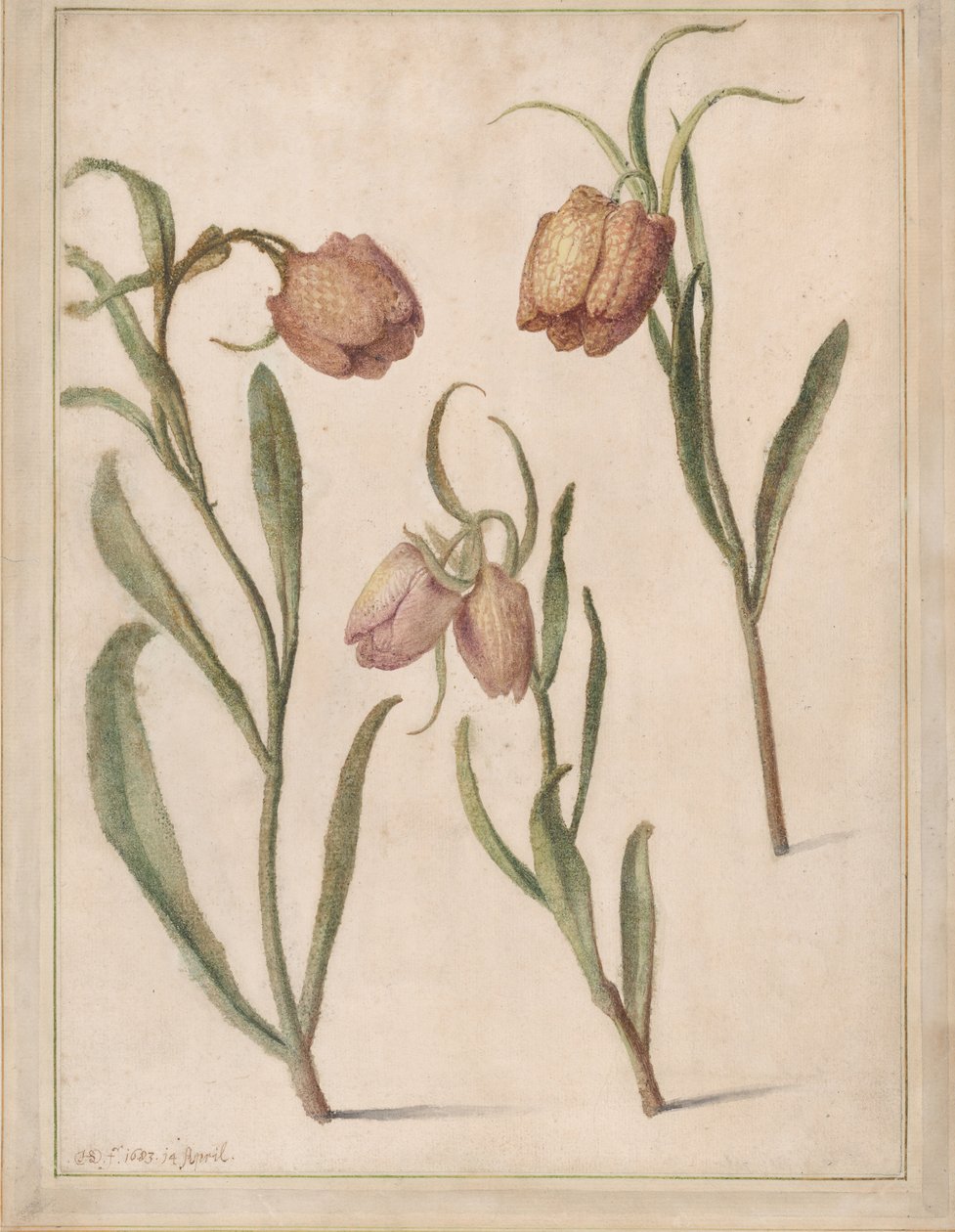 Studie van drie kievitsbloemen, 1683 door Herman Saftleven the Younger