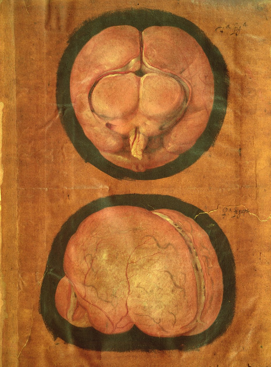 Anatomische tekening van de menselijke hersenen door Hieronymus Fabricius ab Aquapendente