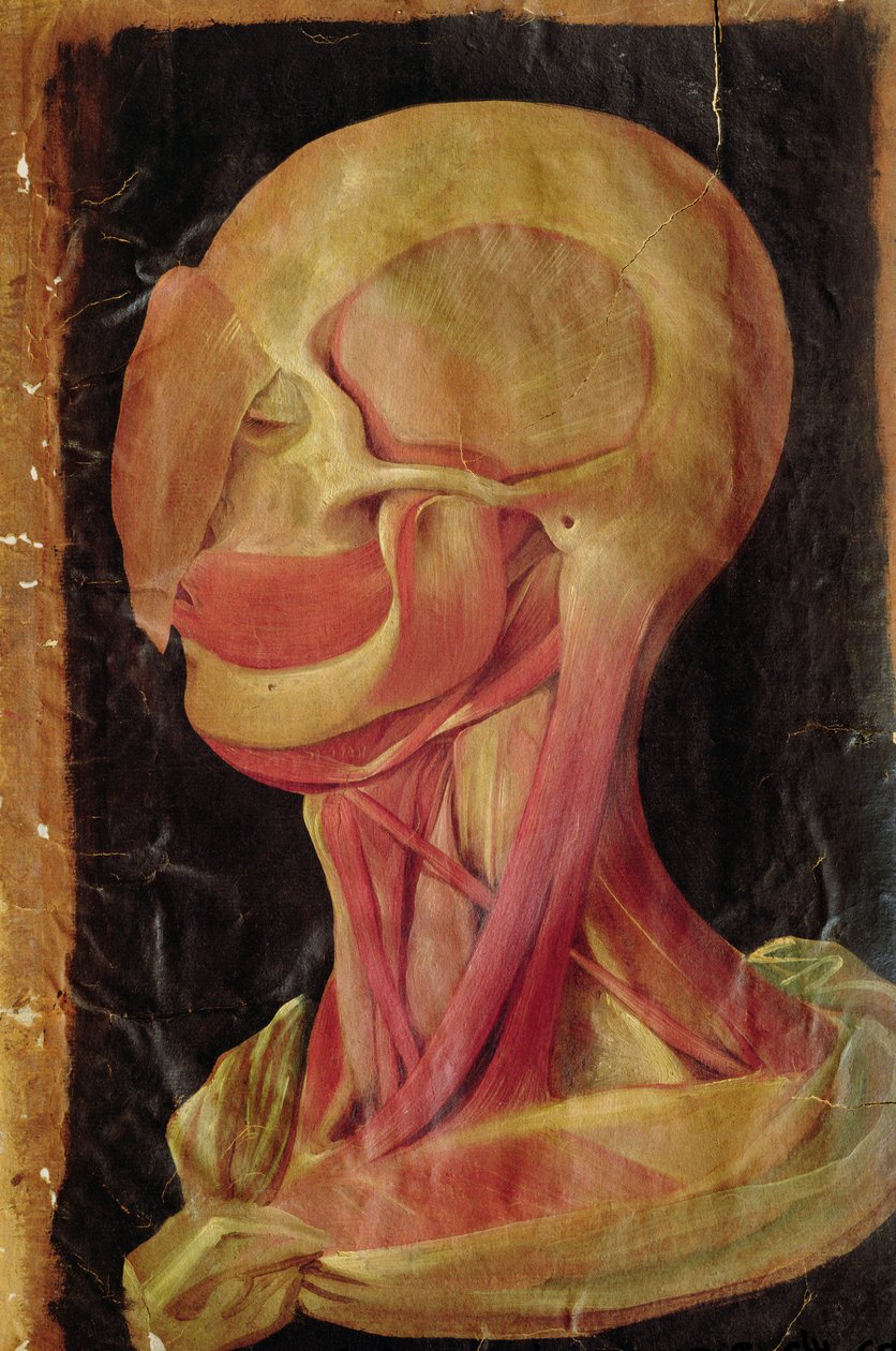 Anatomische tekening van het menselijk hoofd door Hieronymus Fabricius ab Aquapendente
