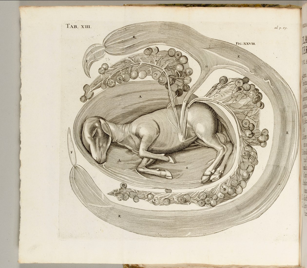 Een Dier in de Baarmoeder, 1738 door Hieronymus Fabricius ab Aquapendente