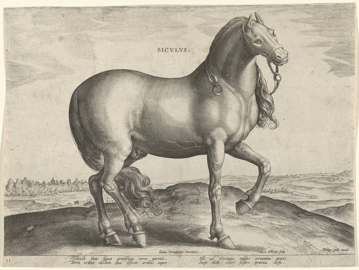 Paard uit Sicilië (Siculus) door Hieronymus Wierix