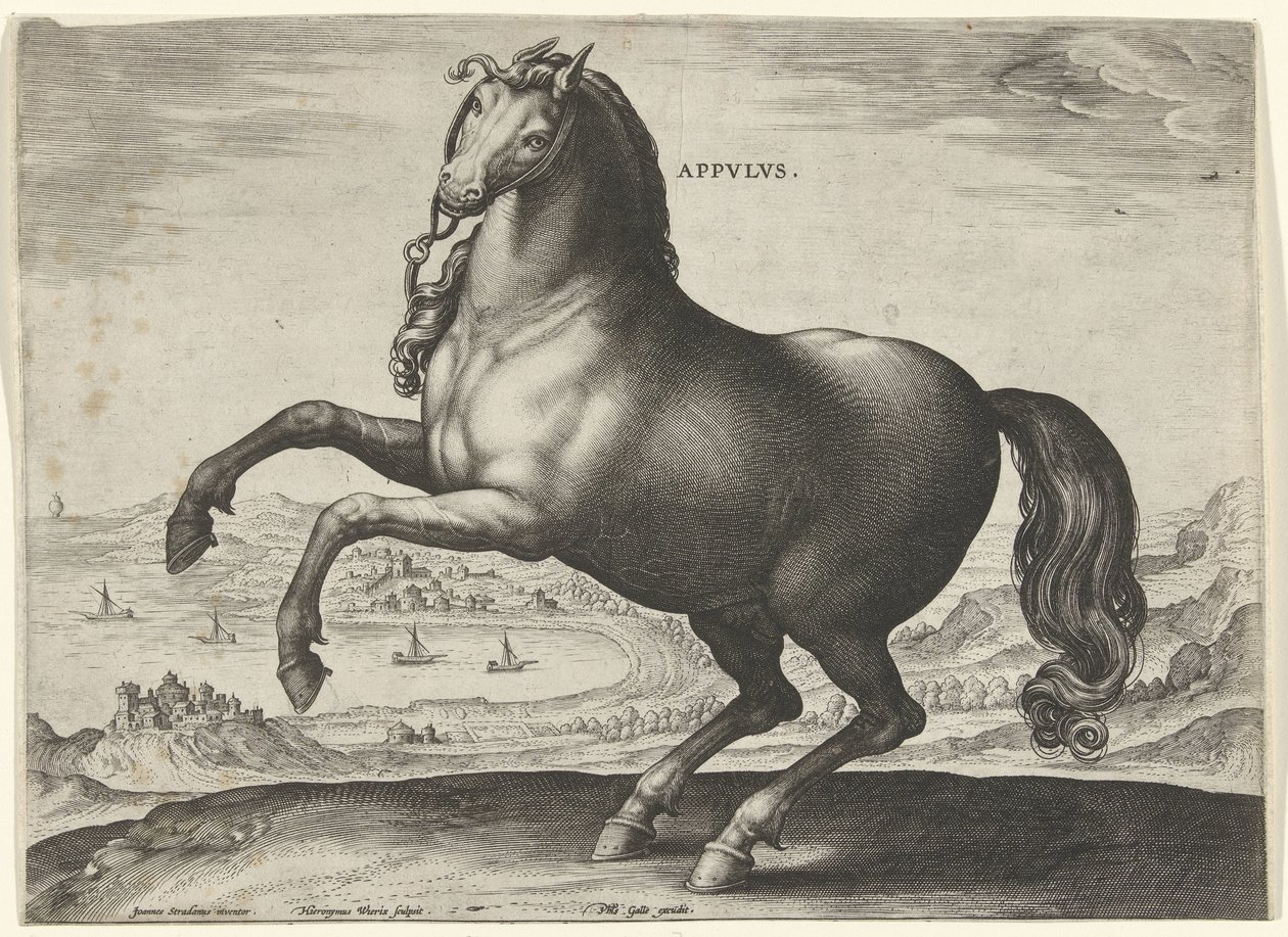 Paard uit Zuid-Italië (Appulus) Paardenrassen uit de Koninklijke stallen van Don Juan van Oostenrijk (serie titel) door Hieronymus Wierix
