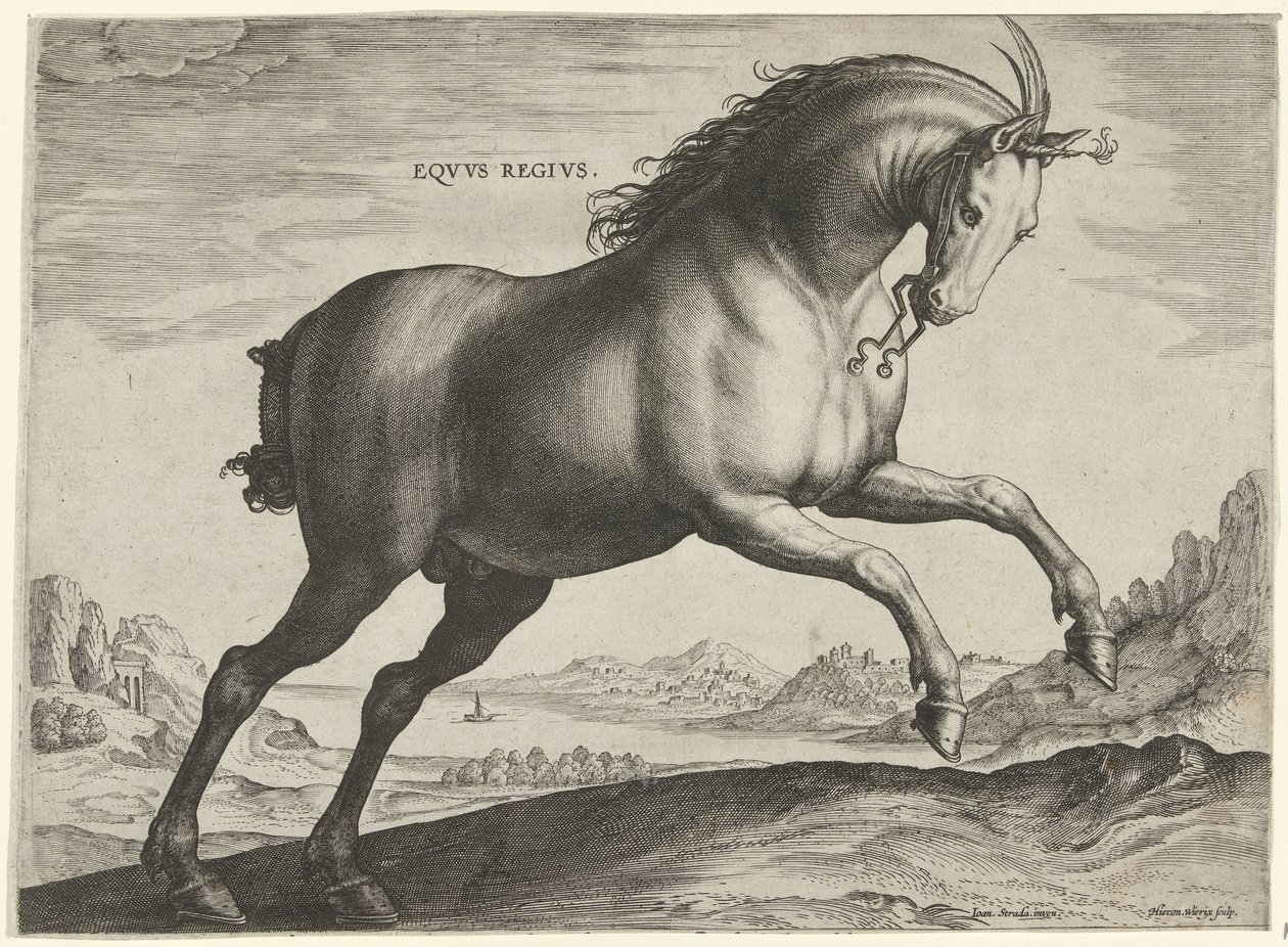 Paard van het ras Equus Regius (de Koninklijke) door Hieronymus Wierix