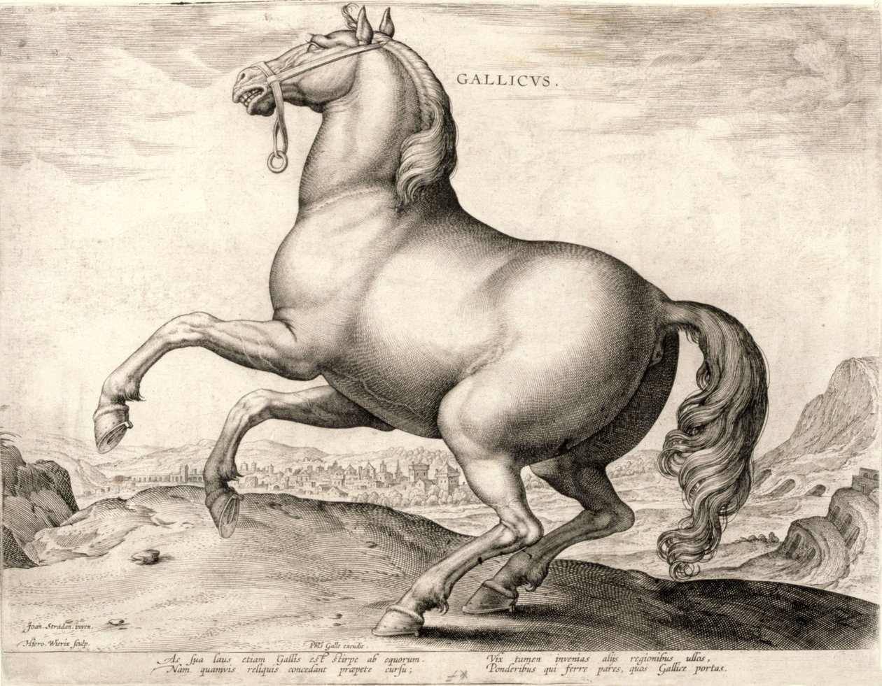 Gallicus uit de serie Paarden uit de Stal van Don Juan van Oostenrijk (gravure) door Hieronymus or Jerome Wierix