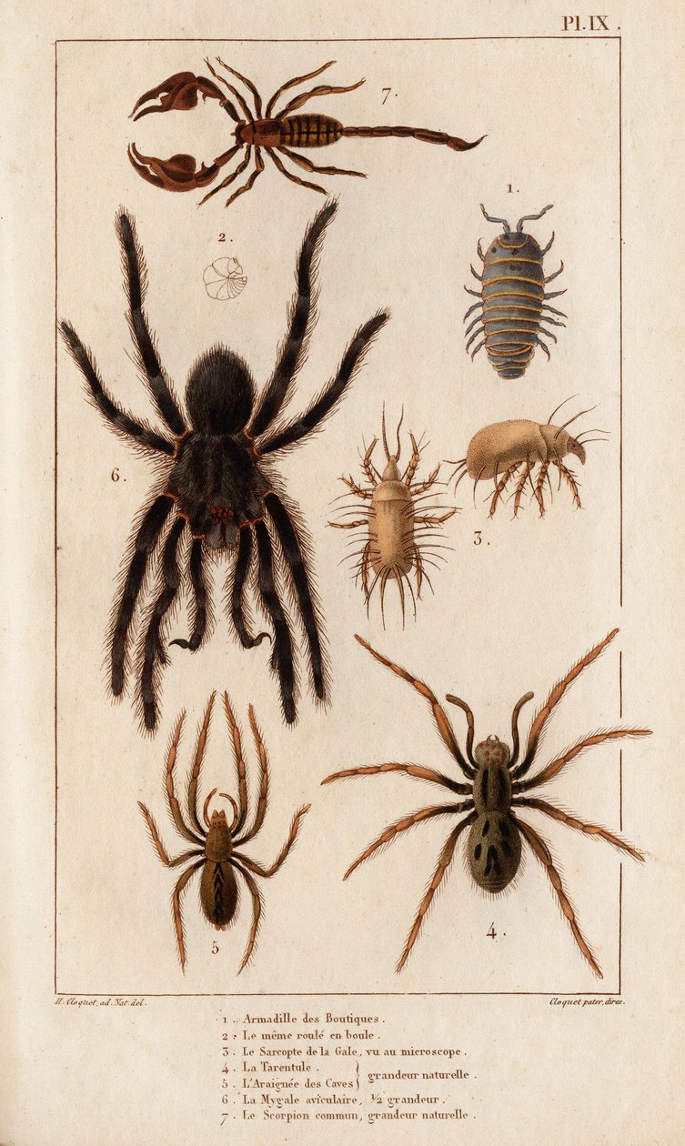 Amardille van de winkels, de Sascopte van de schurft, de Tarantula, de Araignee van schurft, de Mygale, de Schorpioen. "Fauna des Medecins of geschiedenis van dieren en hun producten door Hippolyte Cloquet" - Deel 6 - 1825. door Hippolyte Cloquet