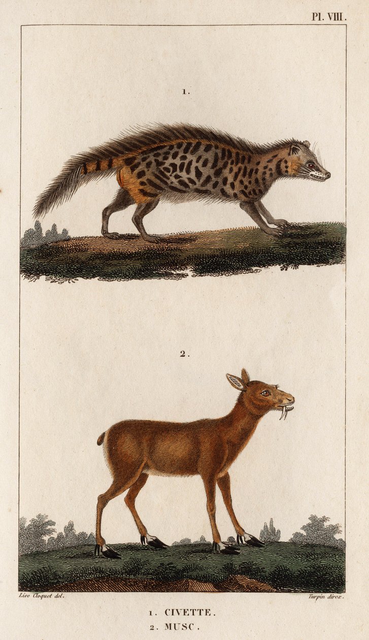 Civet en Musk. 