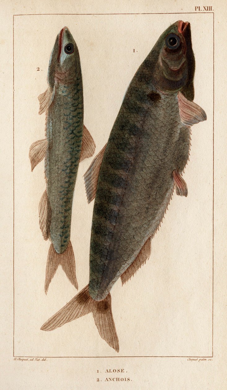 Shad en ansjovis. Fauna des Médecins ou histoire des animaux et de leurs producten door Hippolyte Cloquet - Volume 6 - 1825. door Hippolyte Cloquet
