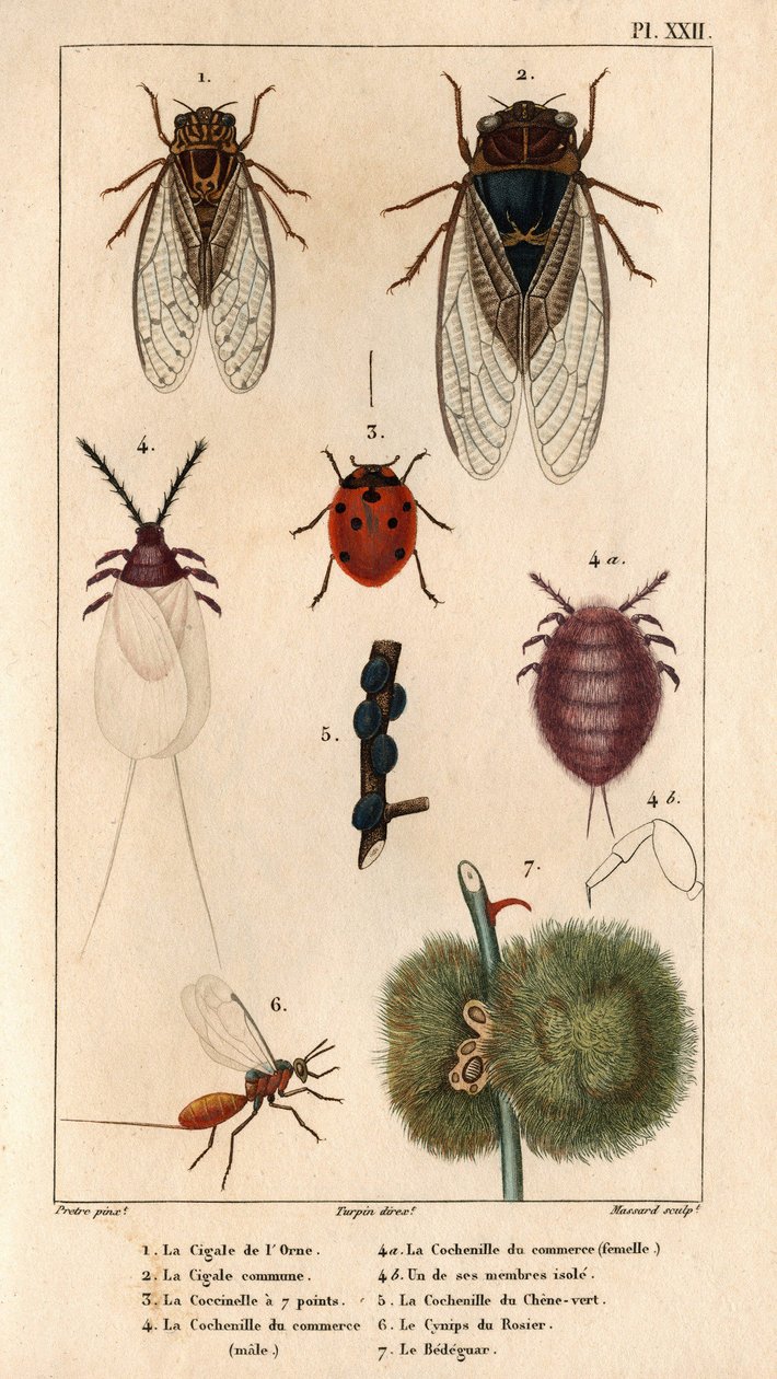 De Cigale de l
