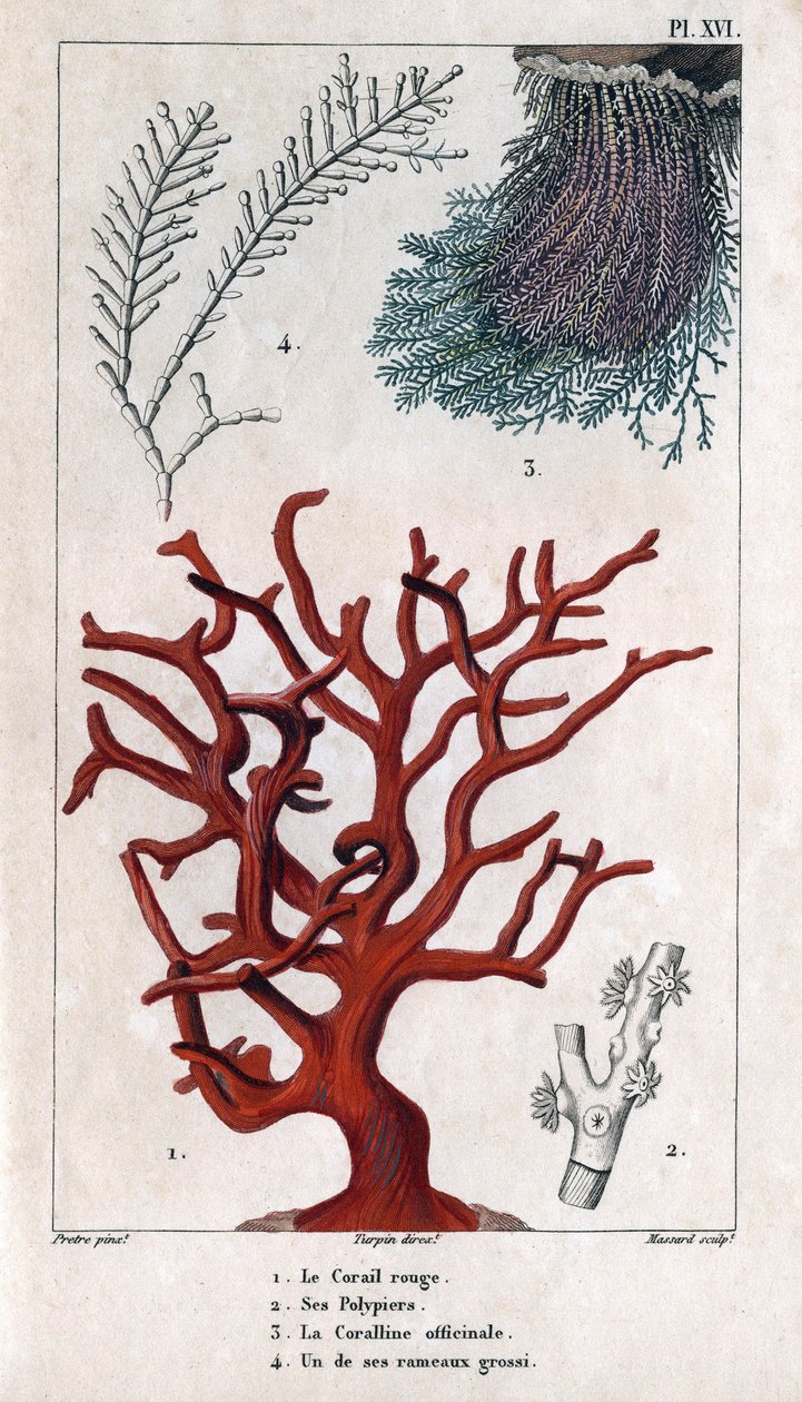 De Rode Koraal, zijn Polypiers, de Coralline officinale, een van de grove takken. in "Fauna van de Docks of Geschiedenis van Dieren en Hun Producten door Hippolyte Cloquet" - Deel 6 - 1825. door Hippolyte Cloquet