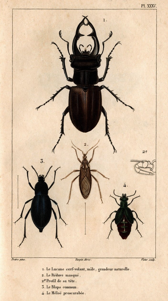 De mannelijke wouw dakraam, natuurlijke grootte, het Reduve masker, de gewone blaps, de proscarabee Meloe in 