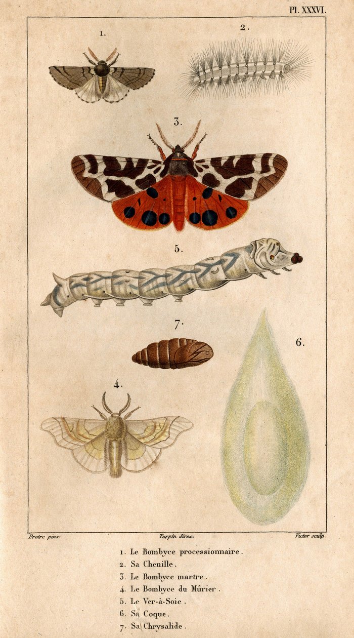 De processionele Bombyce, zijn rups, de Marten Bombyce, de Murier Bombyce, de Zijderups, zijn cocon, zijn pop. in 
