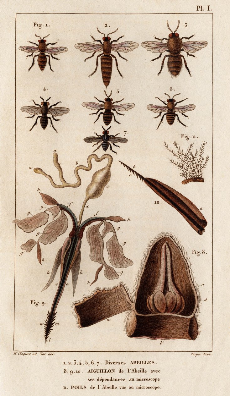 Verschillende bijen. "Fauna des Medecins of geschiedenis van dieren en hun producten door Hippolyte Cloquet" - Deel 6 - 1825. door Hippolyte Cloquet
