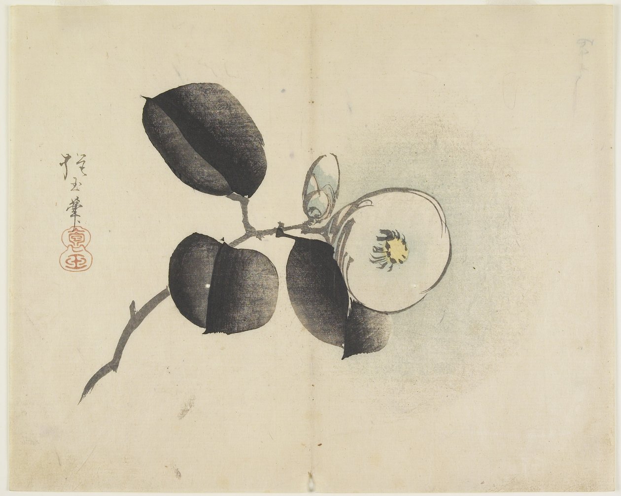 Camellia bloem en knop, ca. 1830 door Hogyoku