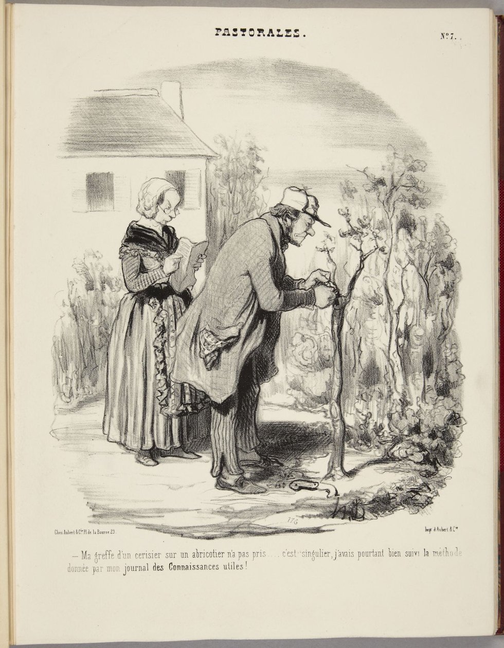 Mijn ent van een kersenboom op een abrikozenboom is niet aangeslagen... door Honoré Daumier