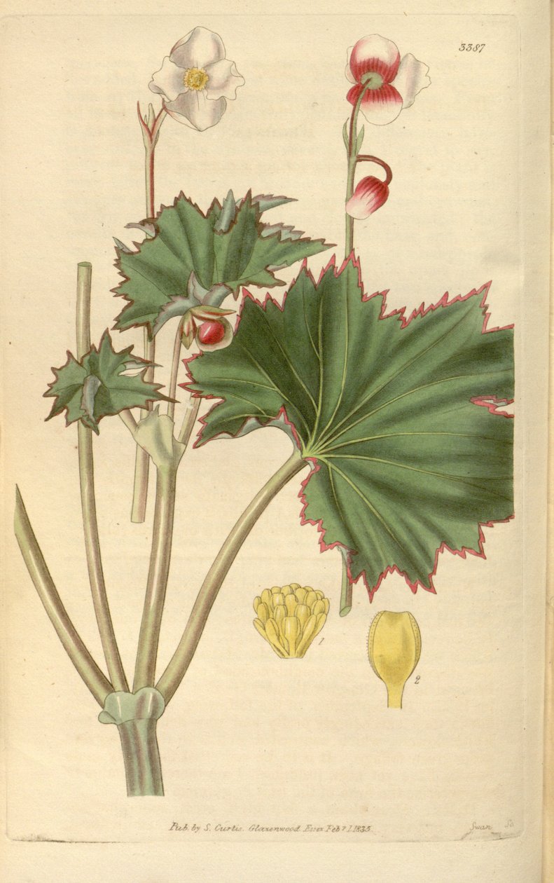 Begonia geraniifolia door Hooker