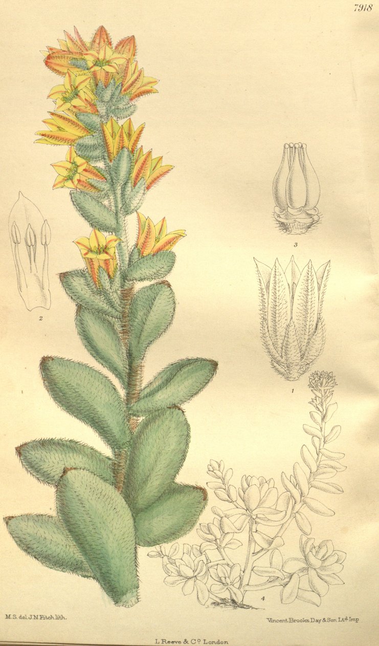Echeveria pulvinata, als Cotyledon pulvinata door Hooker f.