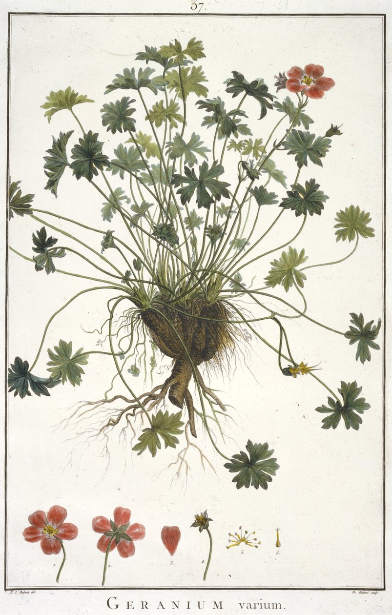 Geranium varium, uit Geraniologia, seu Erodii, Pelargonii, Monsoniae et Grieli historia iconibus illustrata door Hubert Robert