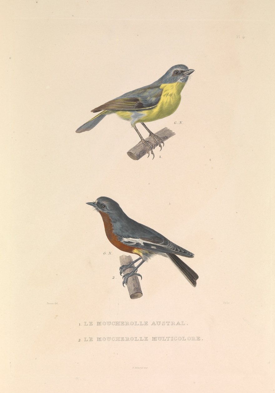 De Australische vliegenvanger en de veelkleurige vliegenvanger door Hyacinthe Yves Philippe (1781 1846) Potentien