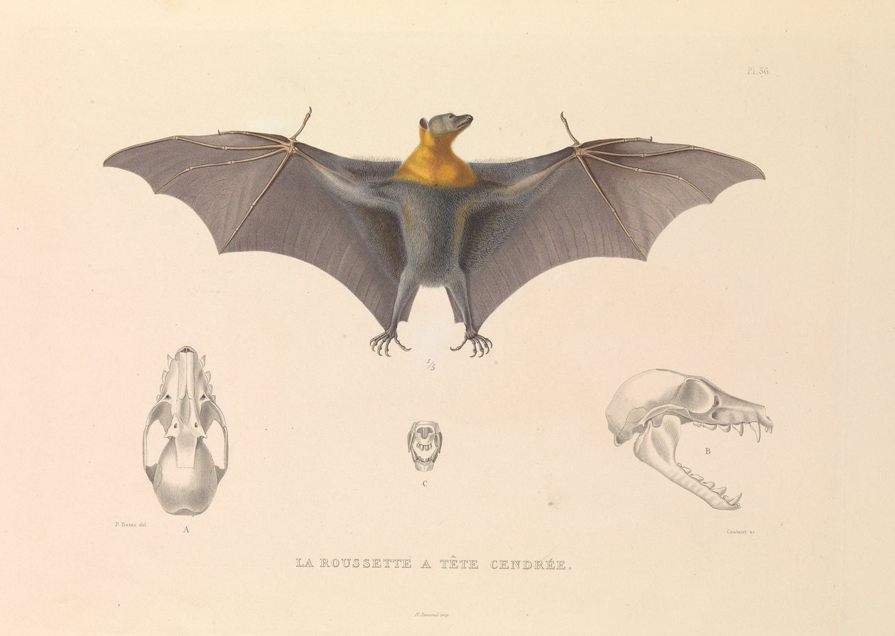 De Grijze Hoofd Rousette door Hyacinthe Yves Philippe (1781-1846) Potentien