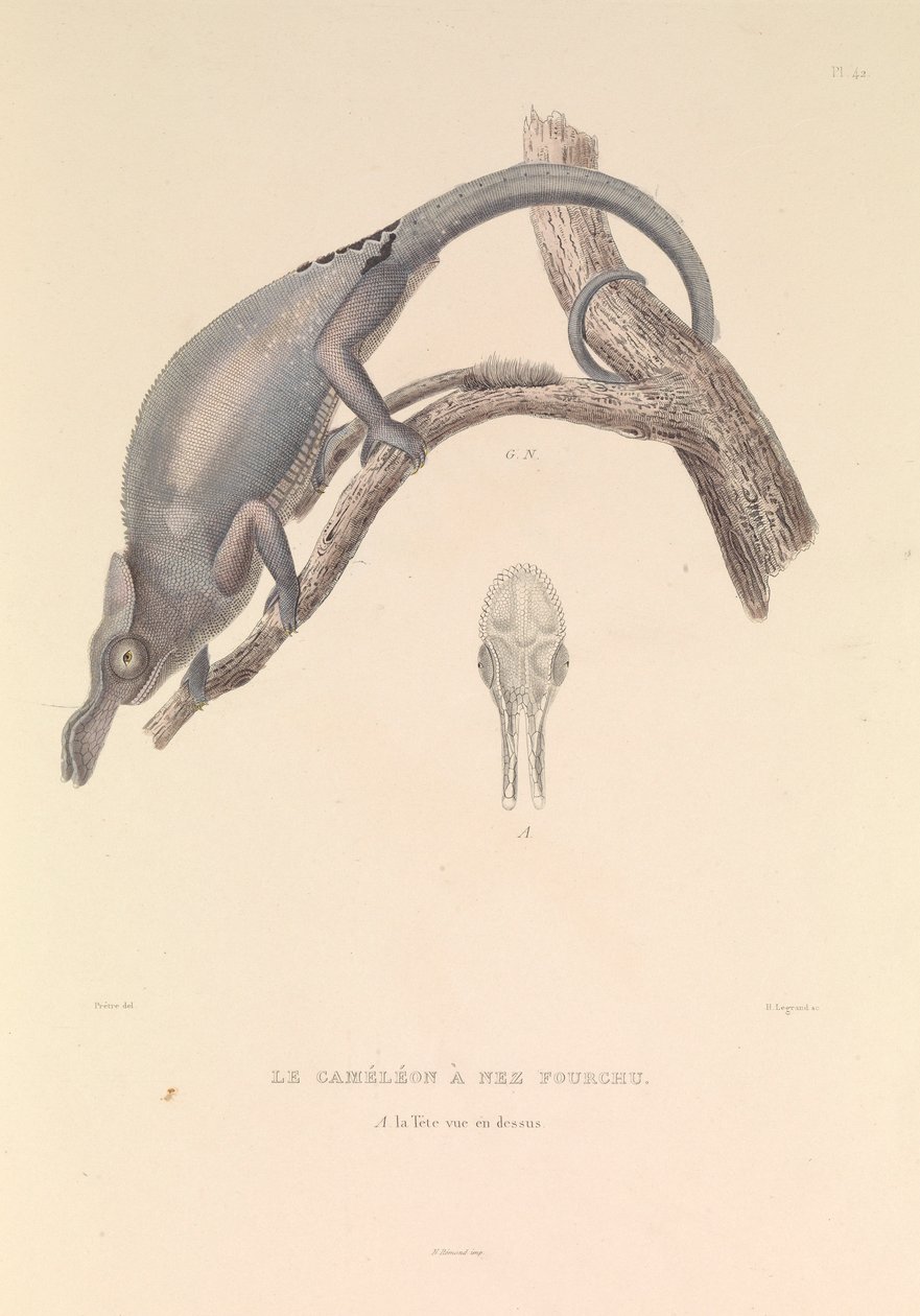 De vorkneus kameleon door Hyacinthe Yves Philippe (1781 1846) Potentien