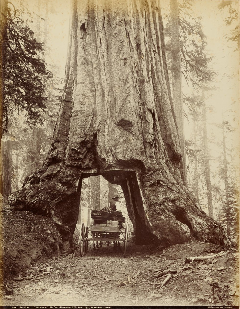 Deel van "Wawona", 28 voet diameter, 275 voet hoog, Mariposa Grove door I. W. Taber