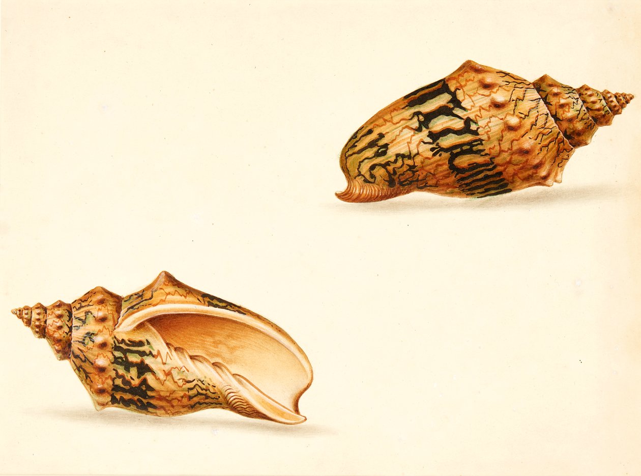 Schelpenstudie door Ignaz Von (manner of) Born