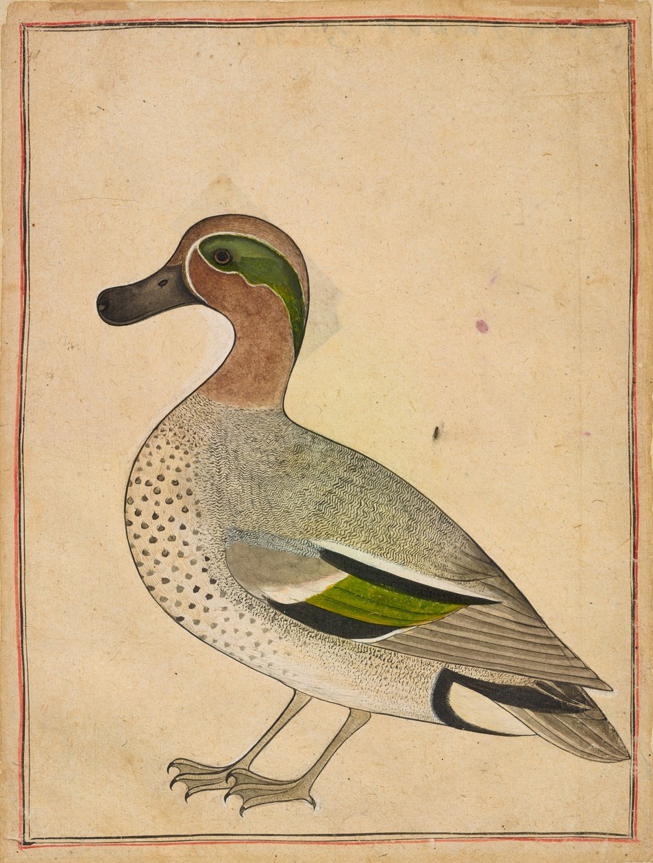 Een groen gevleugelde taling, ca. 1730 door Indian School