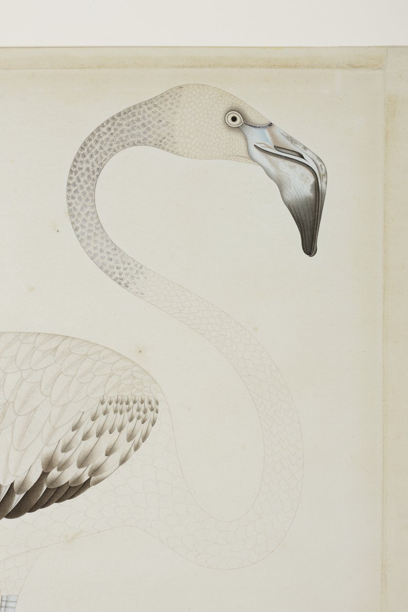 Een flamingo, detail, c.1780 door Indian School