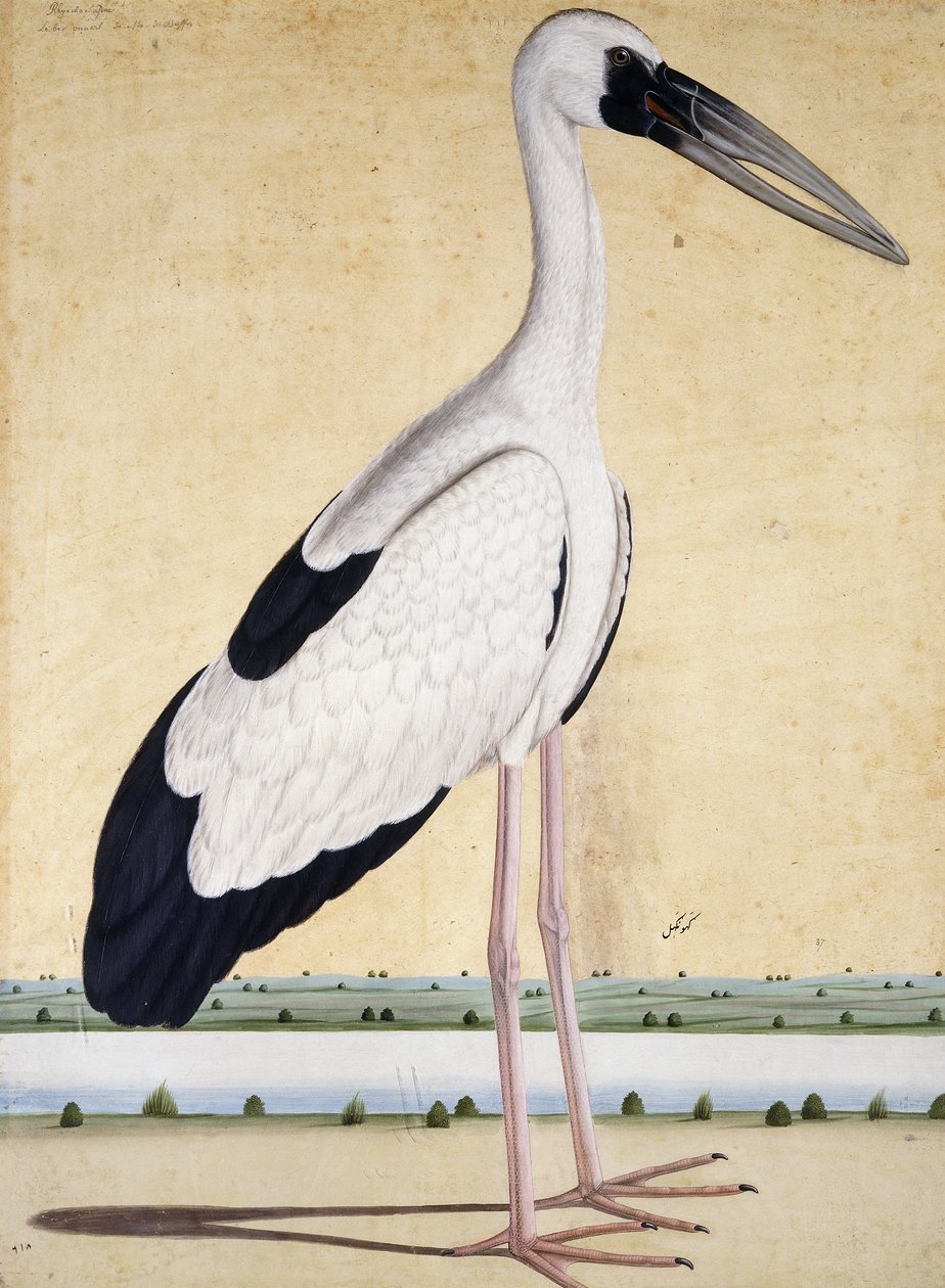Een ooievaar met open snavel, c. 1780 door Indian School