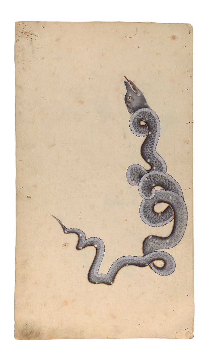 Het Sterrenbeeld van de Draak: al-Tinnin, 1740 door Indian School