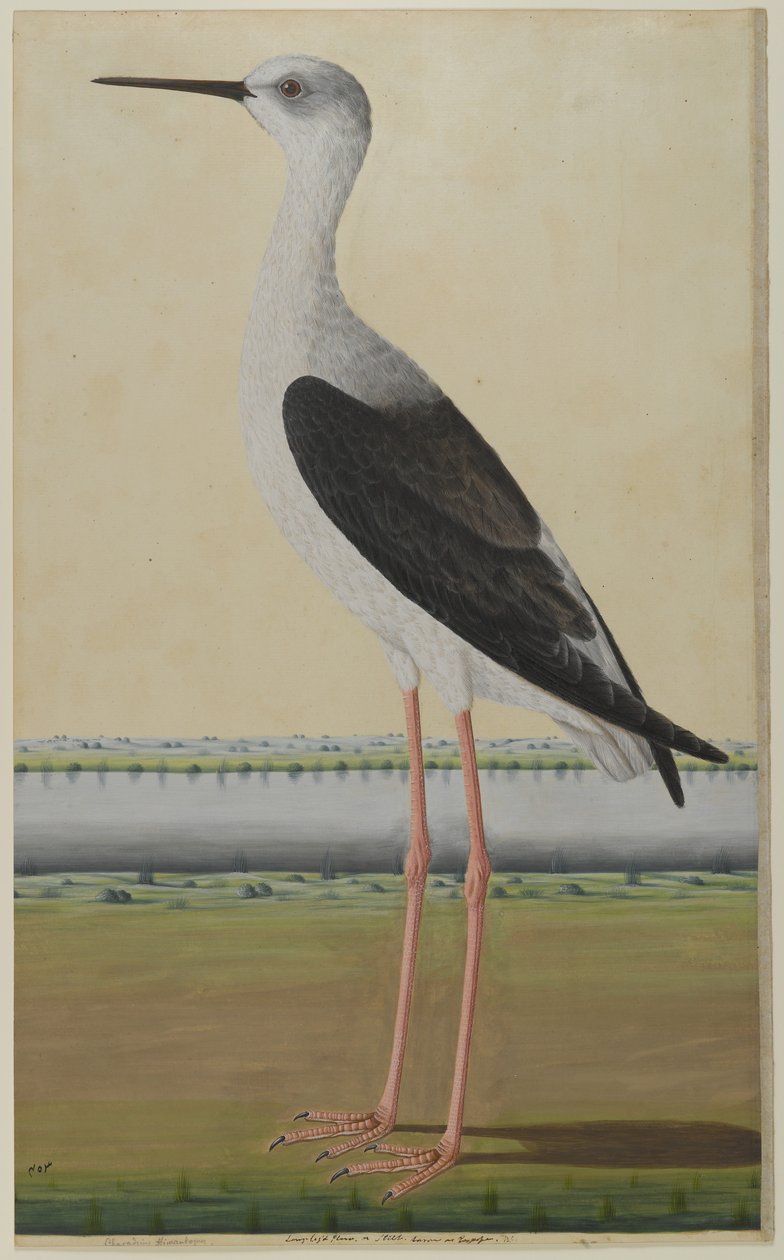 Watervogel in een landschap, c.1780 door Indian School