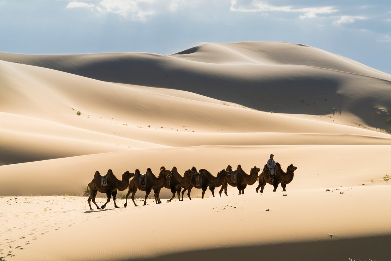 Karavaan van Bactrische kamelen in de Khongoryn Els in Gobi Gurvansaikhan Nationaal Park door Ira Block