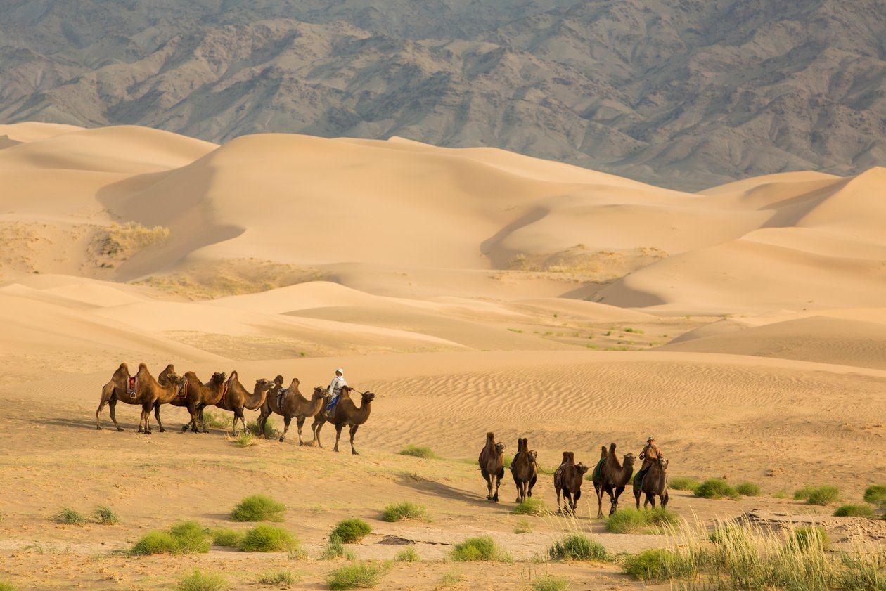 Karavaan van Bactrische kamelen in de Zuid-Gobi woestijn, Mongolië door Ira Block