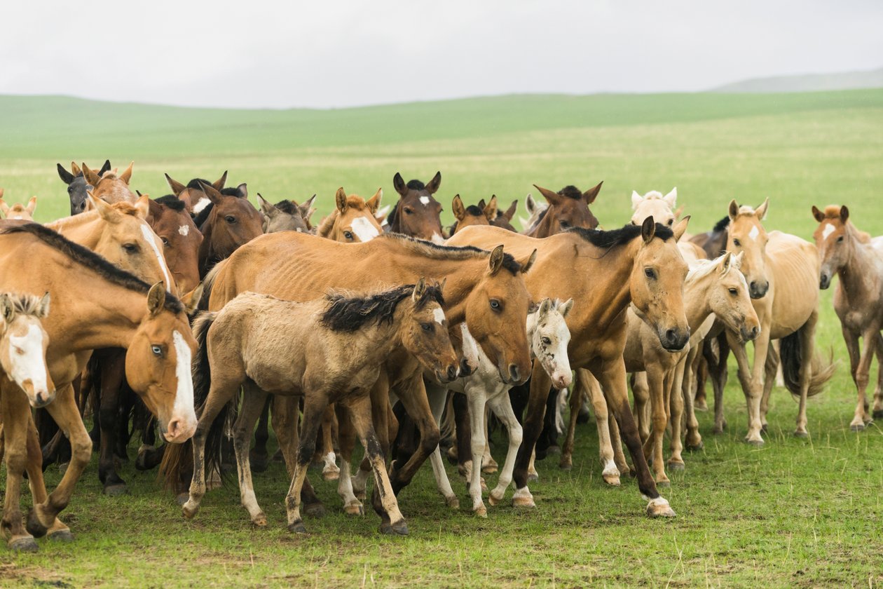 Lokale familie die hun paarden bijeen drijft in Gun-Galuut Natuurreservaat door Ira Block