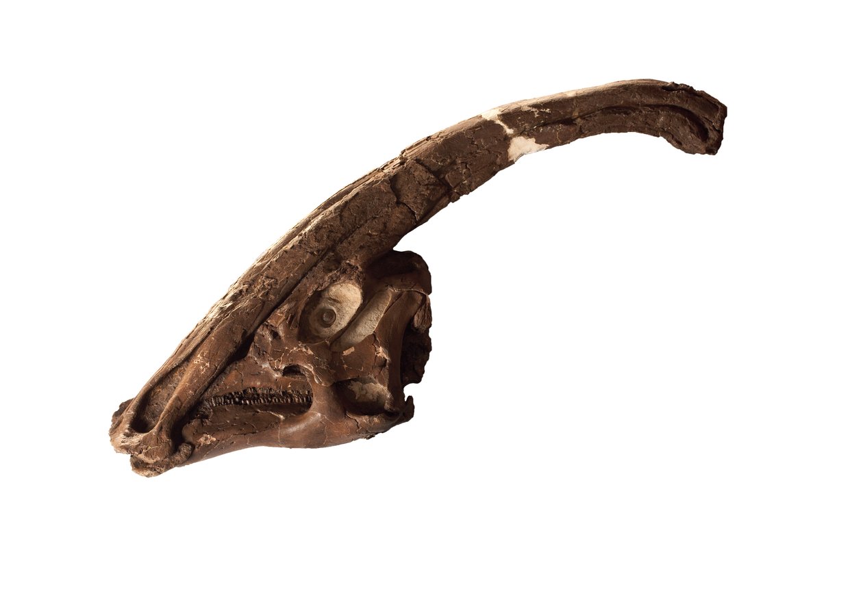 Parasaurolophus, een originele schedel en kam in het Royal Ontario Museum. door Ira Block