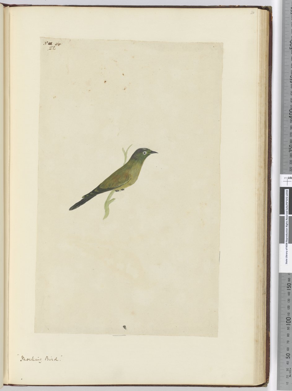 Spotvogel, 1772-75 door Isaac Smith