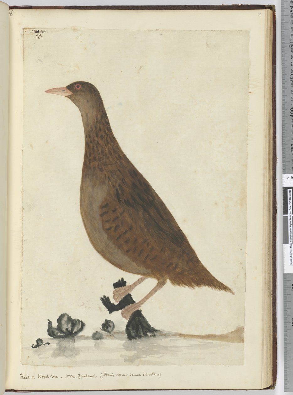 Rallus of boshoen. Nieuw-Zeeland. (Voedt zich bij kleine beekjes), 1772-75 door Isaac Smith