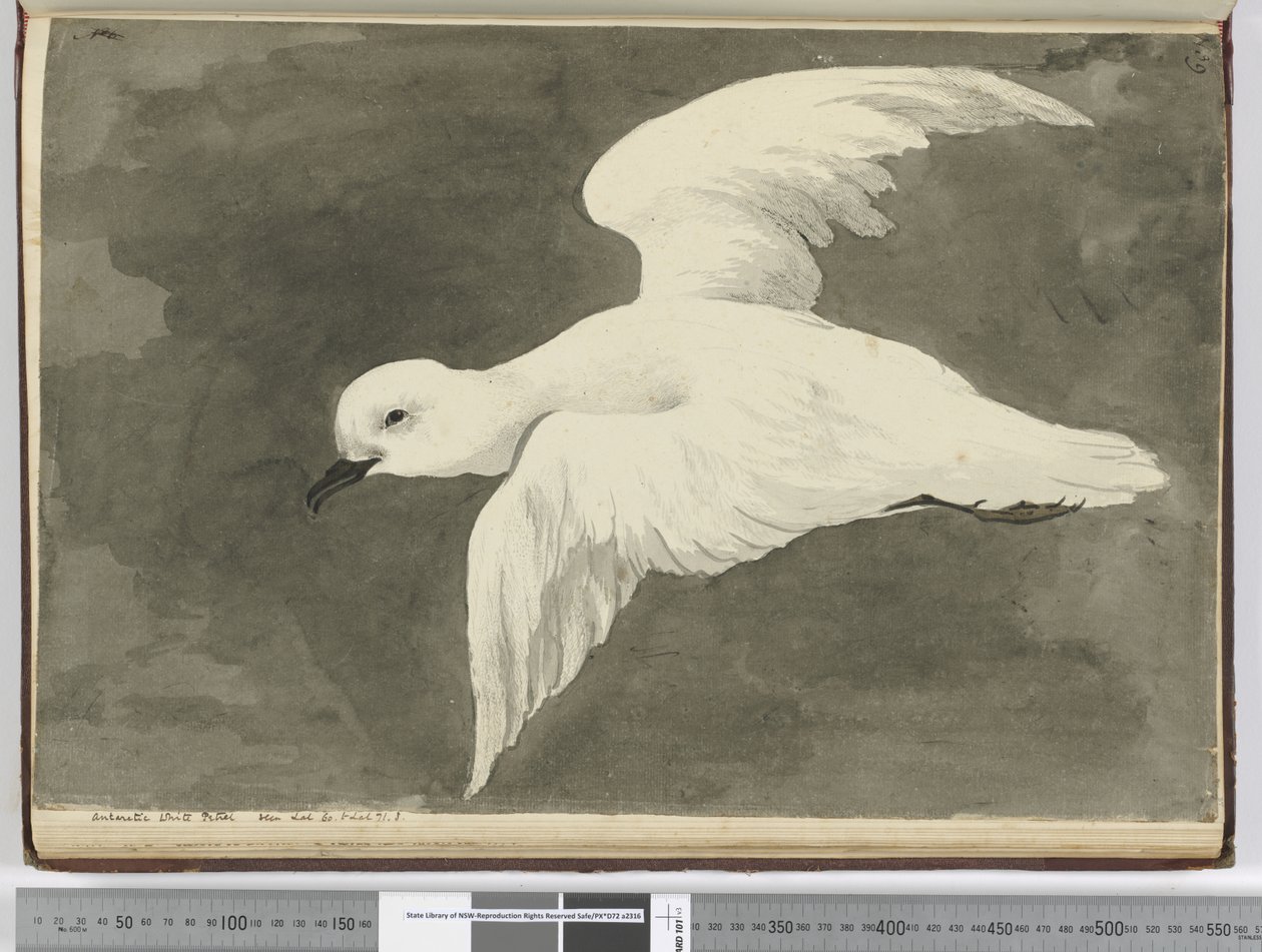 Antarctische witte stormvogel. Gezien op breedtegraad 60 tot breedtegraad 71 Z., 1772-75 door Isaac Smith