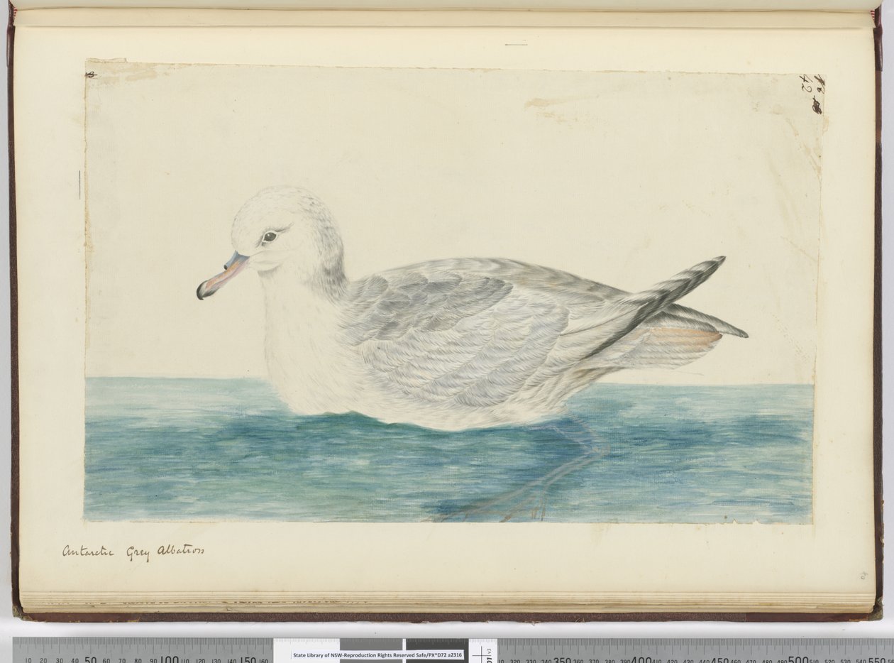 Antarctische grijze albatros, 1772-75 door Isaac Smith