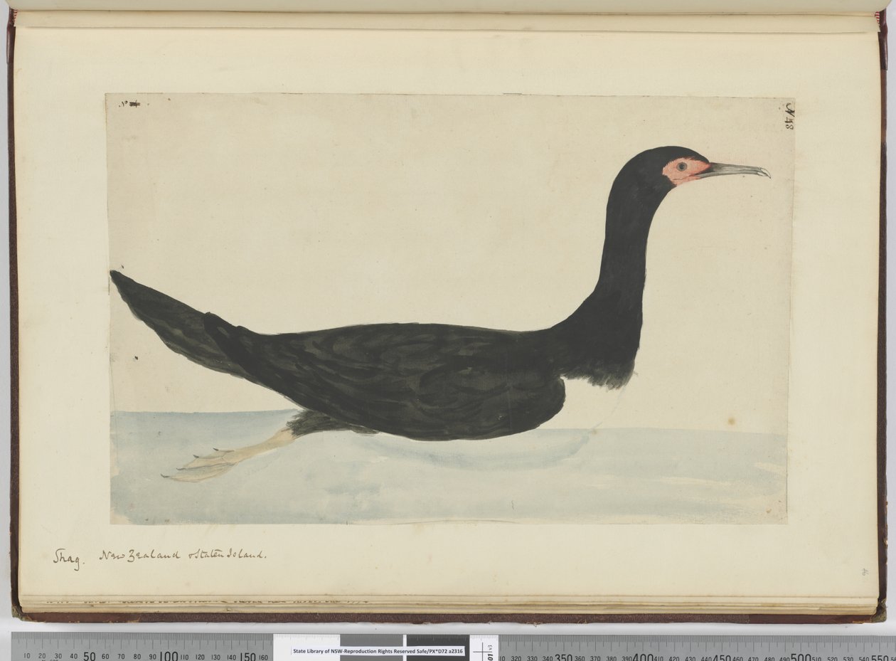 Aalscholver. Nieuw-Zeeland & Staten Island, 1772-75 door Isaac Smith