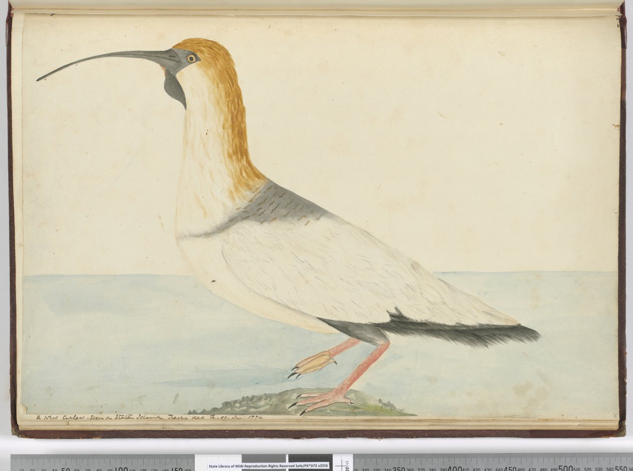 Een nieuwe wulp. Gezien op Staten Island Tierra del Fuego jan. 1774, 1772-75 door Isaac Smith