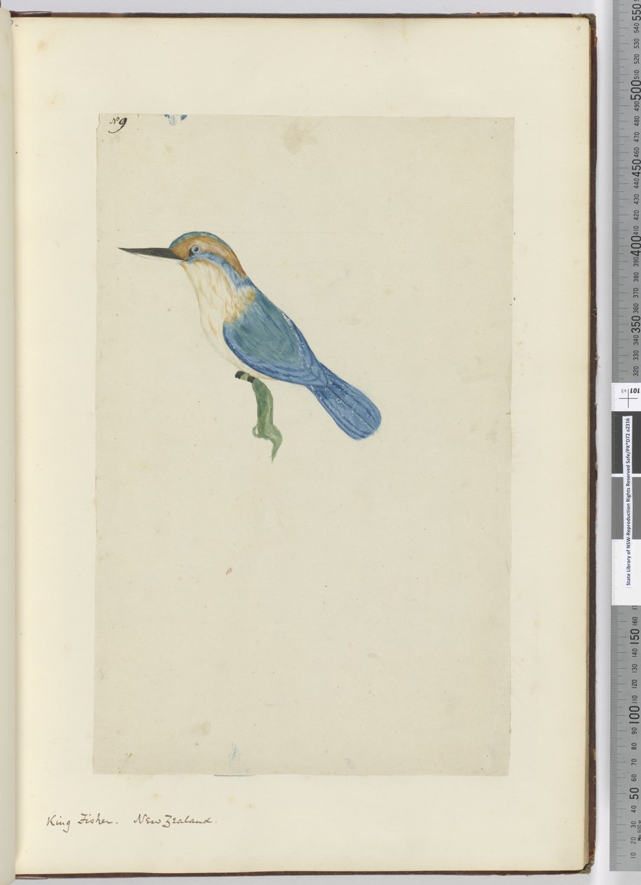 IJsvogel, Nieuw-Zeeland, 1772-75 door Isaac Smith