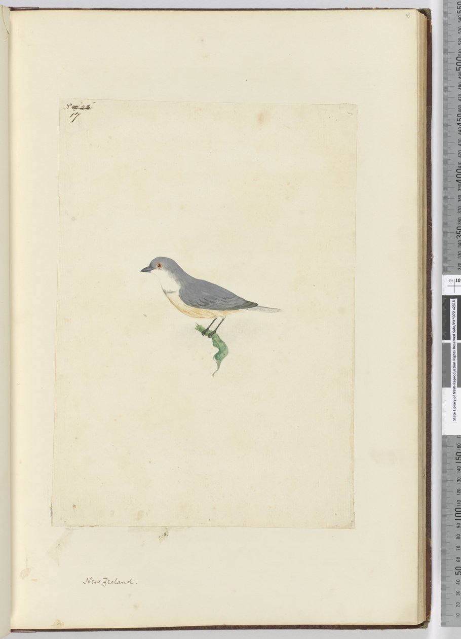 Onbekende Nieuw-Zeelandse vogel, 1772-75 door Isaac Smith