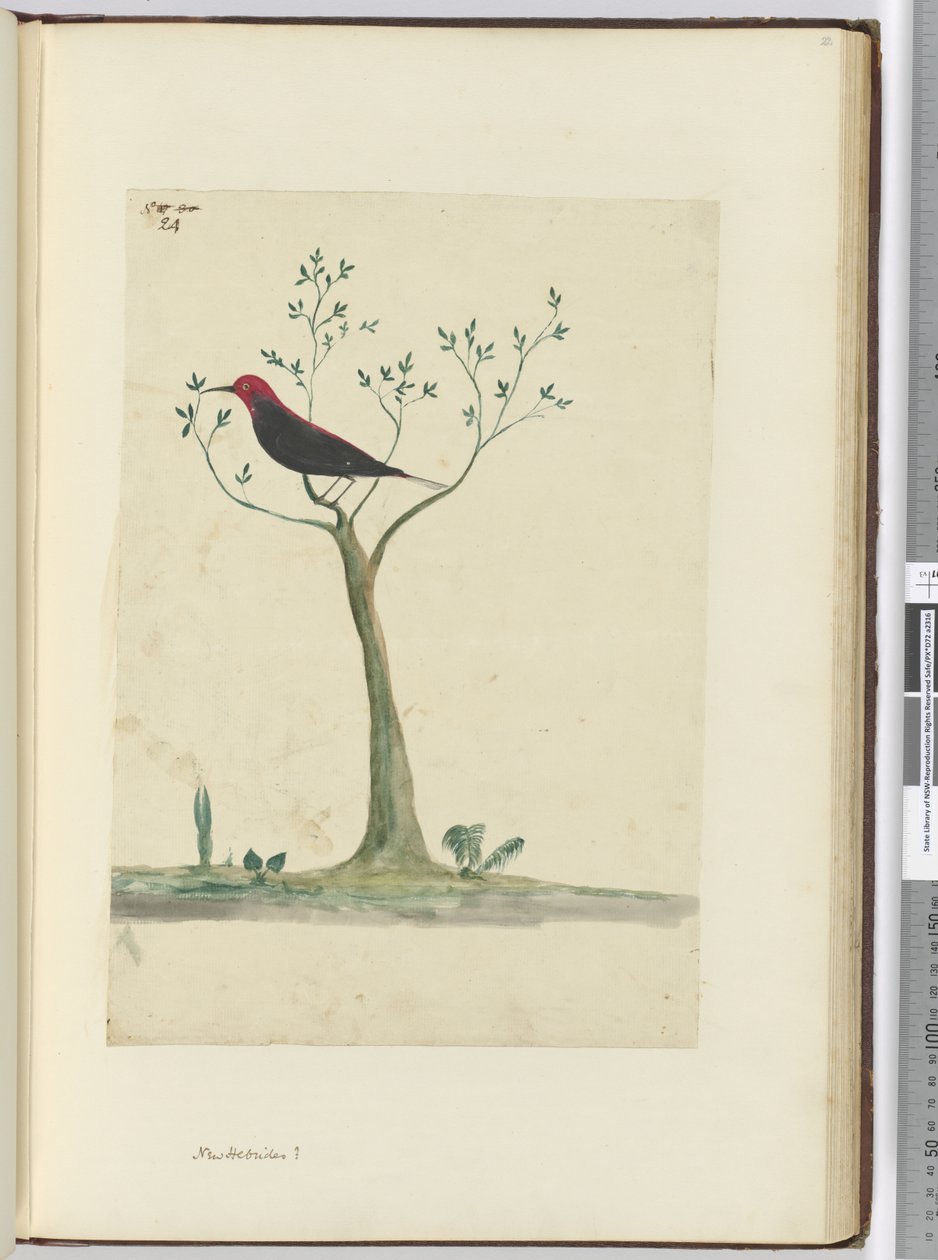 Nieuwe Hebriden?, 1772-75 door Isaac Smith