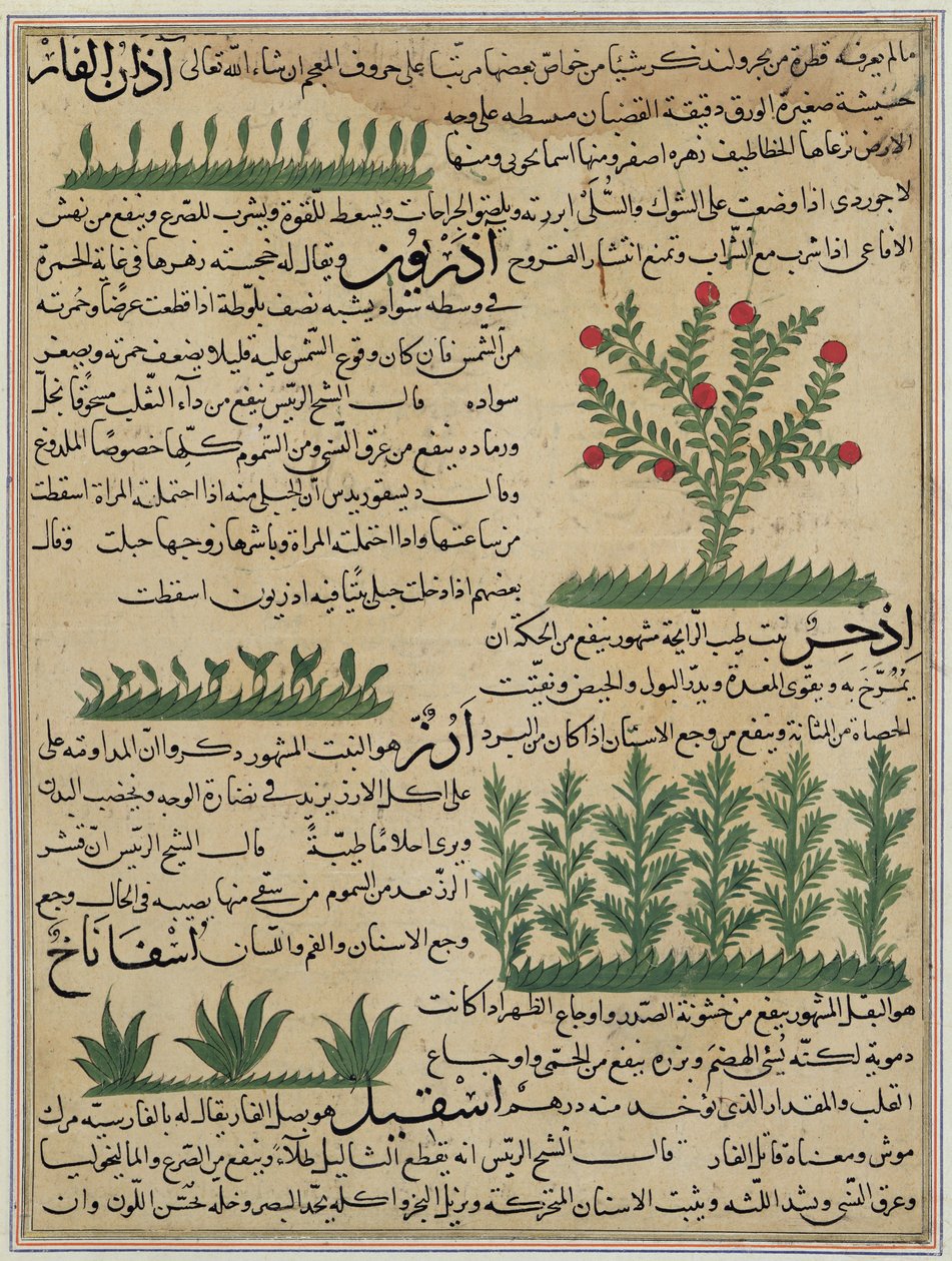 Ms E-7 fol. 142b Botanische planten, illustratie uit 
