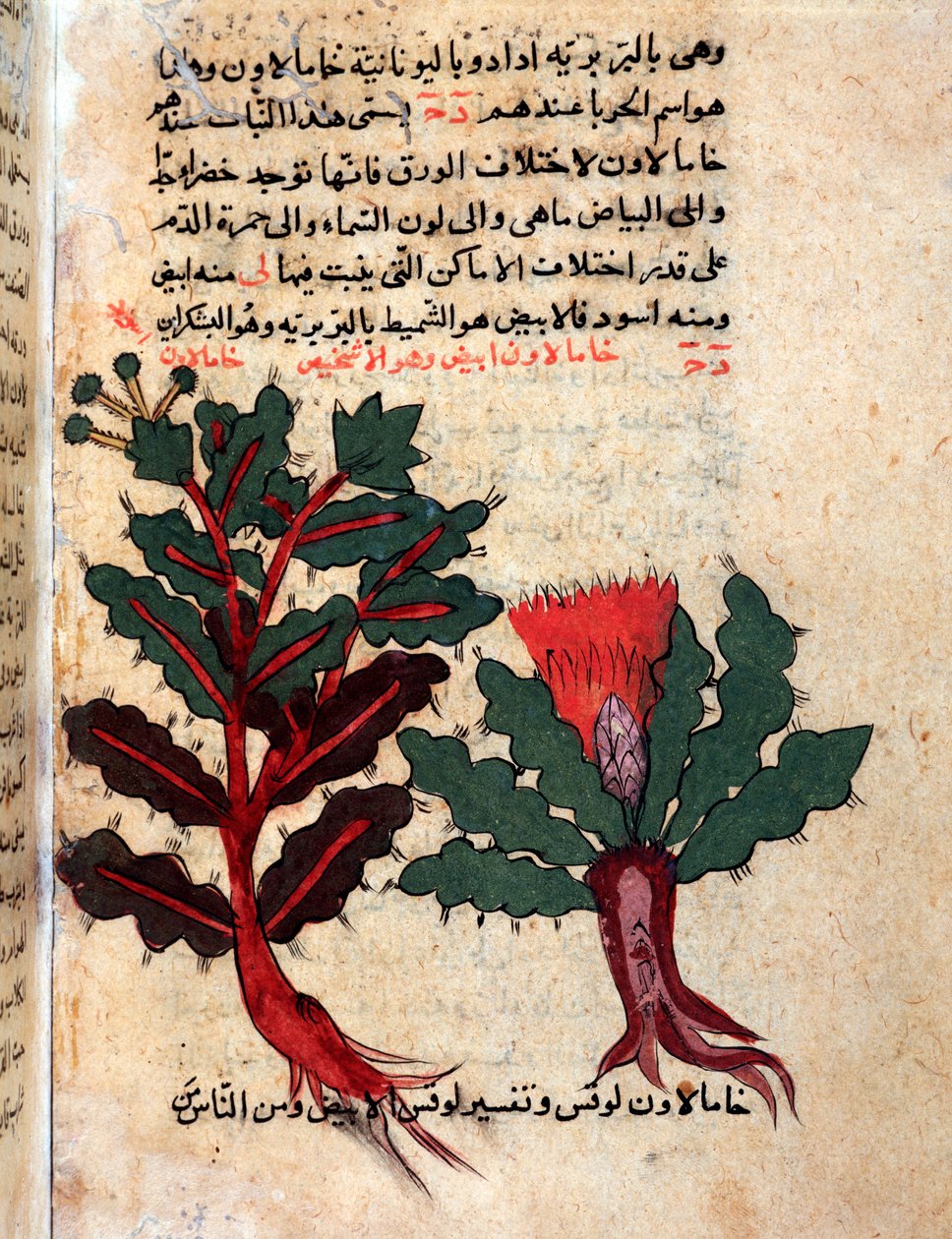 Pagina uit een medisch herbarium (manuscript) door Islamic School