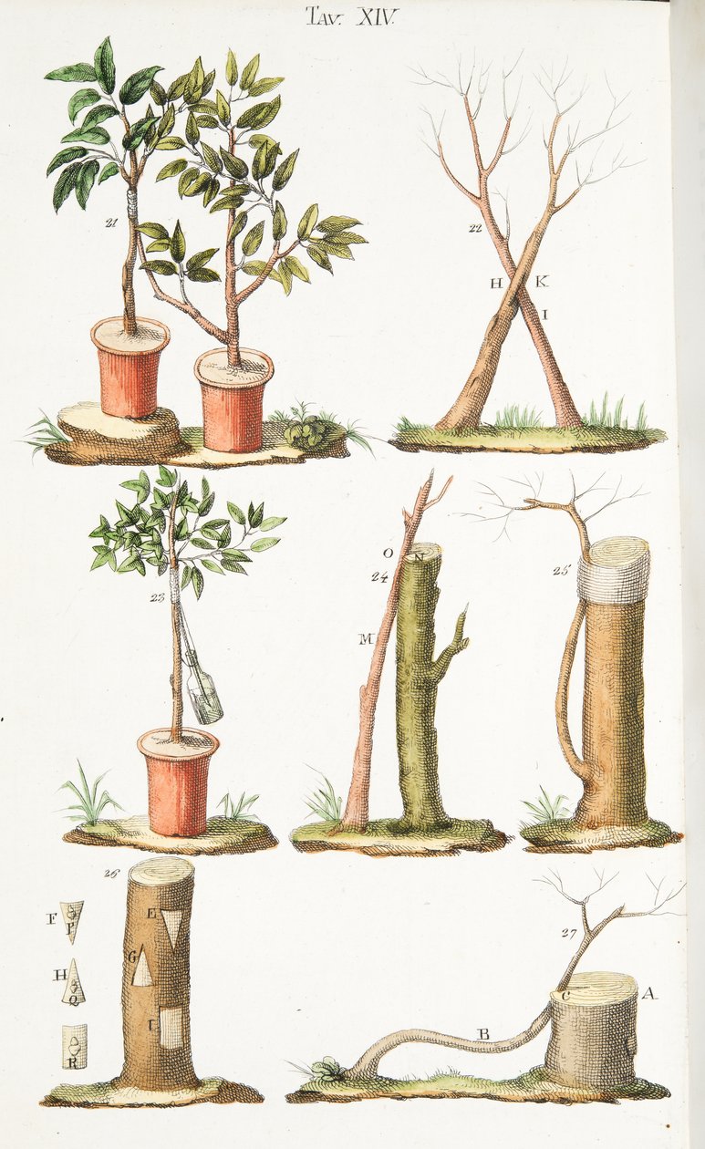 Verschillende voorbeelden van enten van fruitbomen, Plaat XIII, uit LAntotrofia Ossia La Coltivazione DeFiori door Antonio Piccioli, uitgegeven 1834 door Italian School
