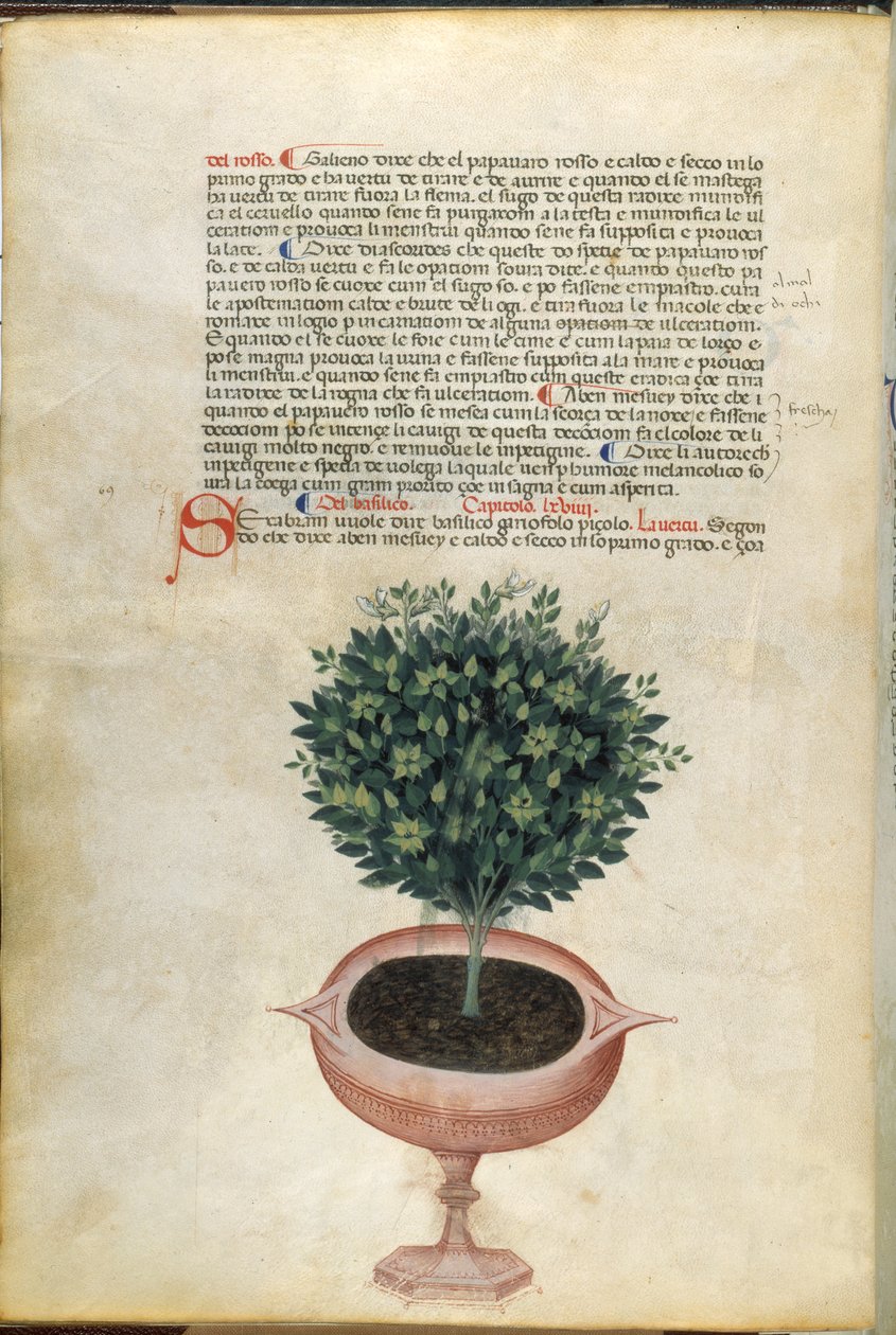 Een basilicumplant in een pot, illustratie uit 
