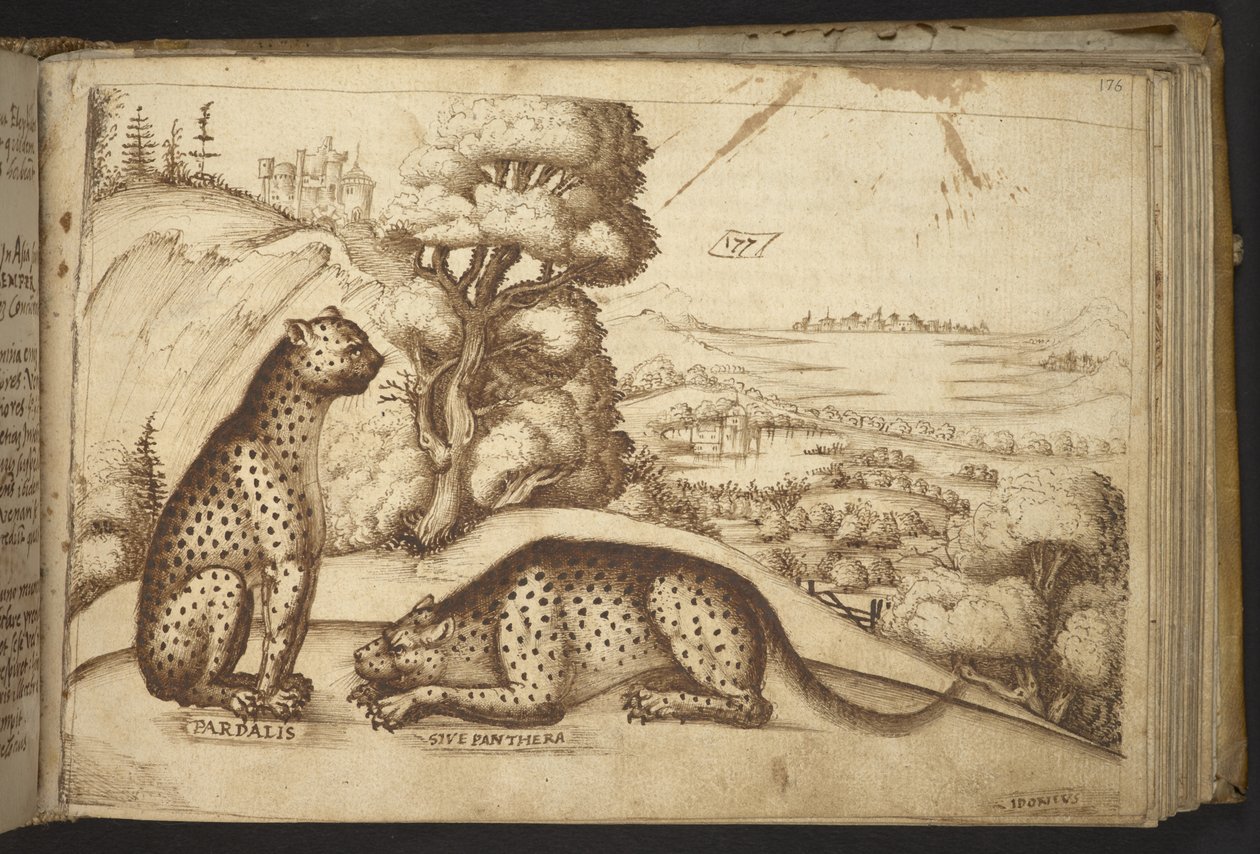 Luipaarden (